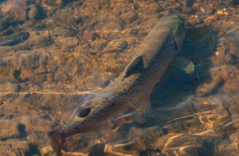 What Moves Trout to the Fly?